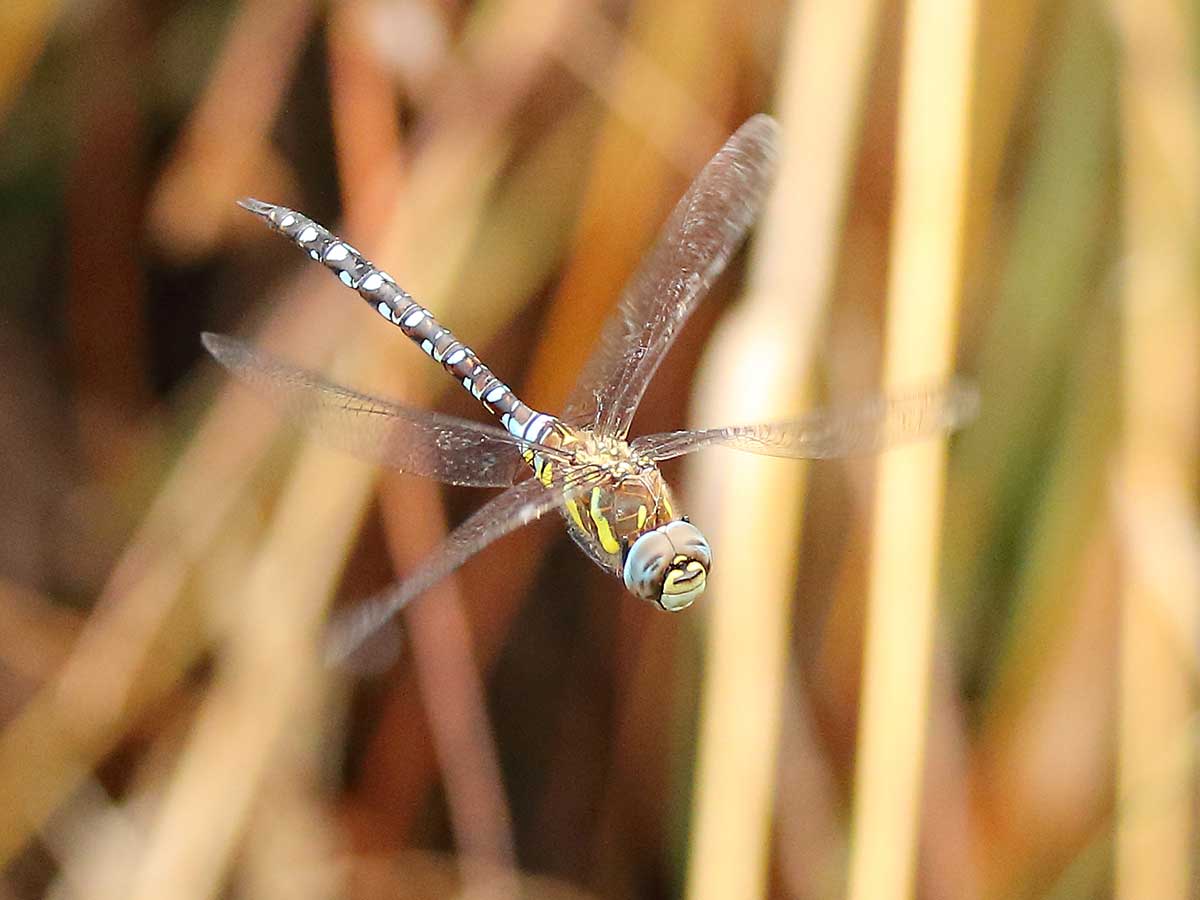 Aeshna_mixta